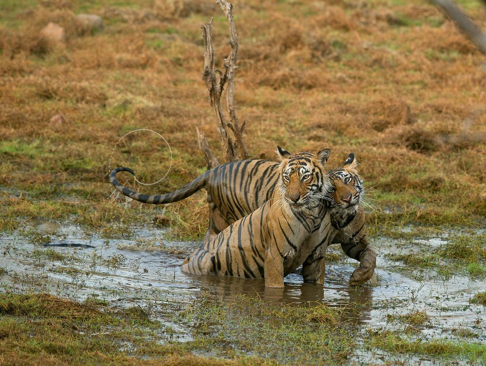 Ranthambhore National Park