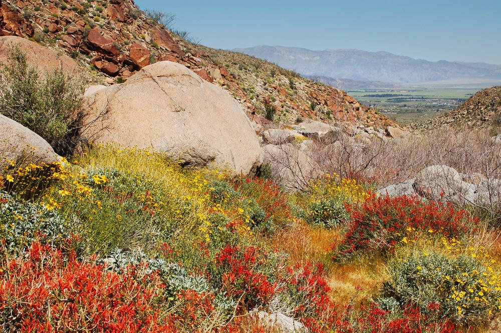 Anza Borrego Desert State Park
