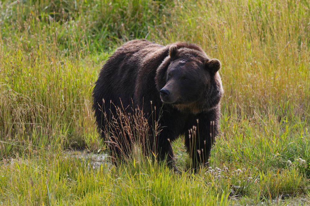 Kenai National Wildlife Refuge