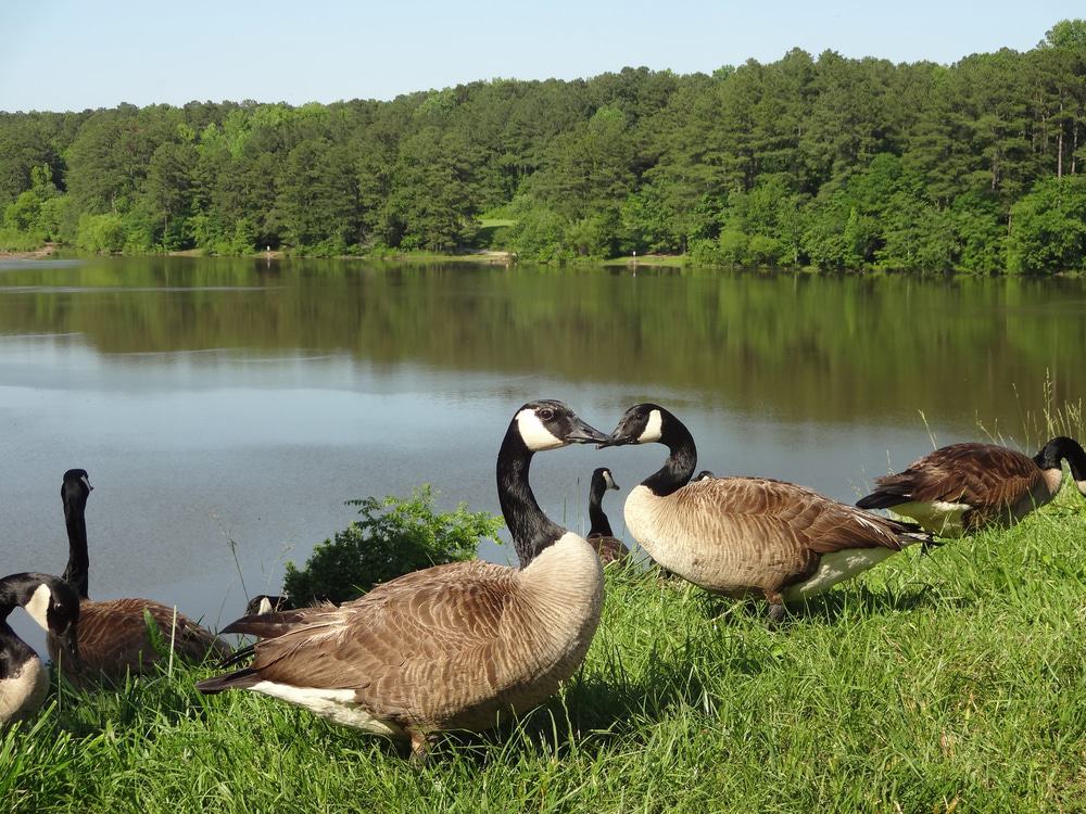 Shelley Lake, Raleigh, North Carolina