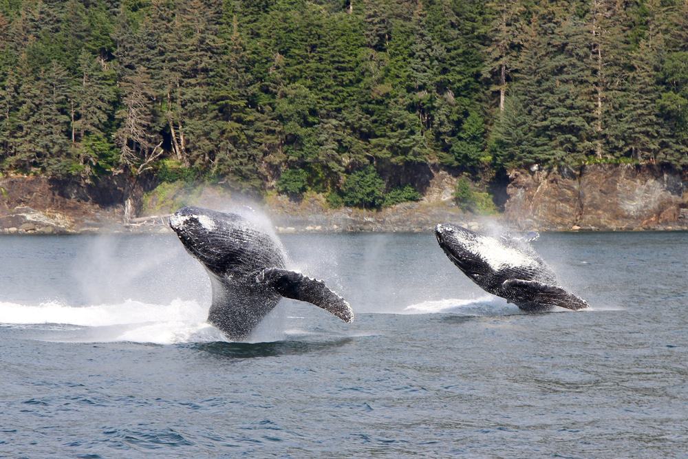 Whale Watching, Juneau, Alaska