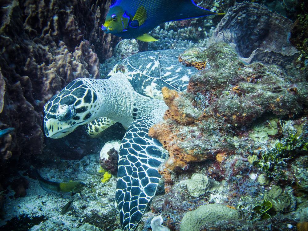 Columbia Reef, Cozumel