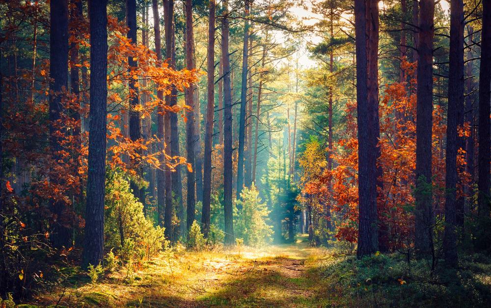 Bosque De La Primavera