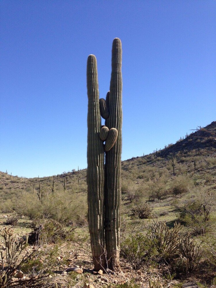 Estrella Mountain Regional Park