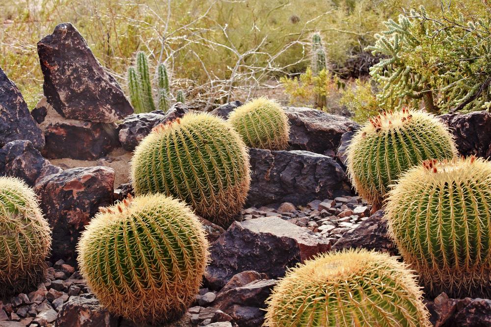 Desert Botanical Garden, Arizona