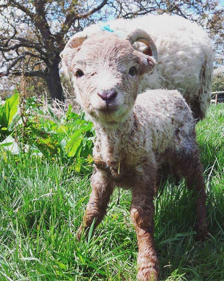 Kingston Maurward Gardens And Animal Park