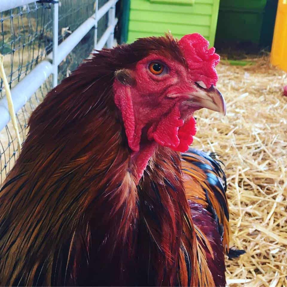 South Of England Rare Breeds Centre