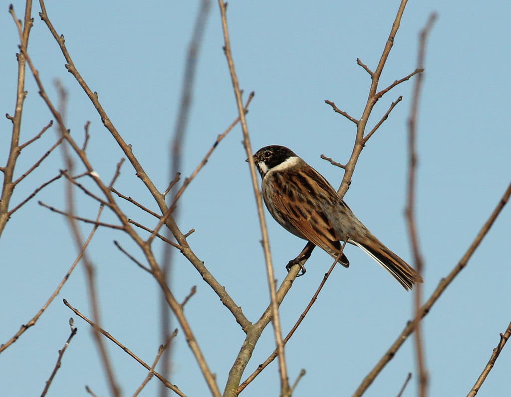 RSPB Otmoor