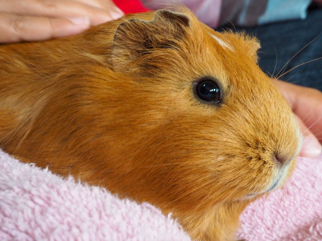 Aldingbourne Country Centre