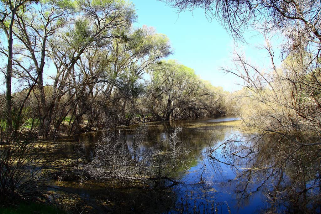 Hassayampa River Preserve