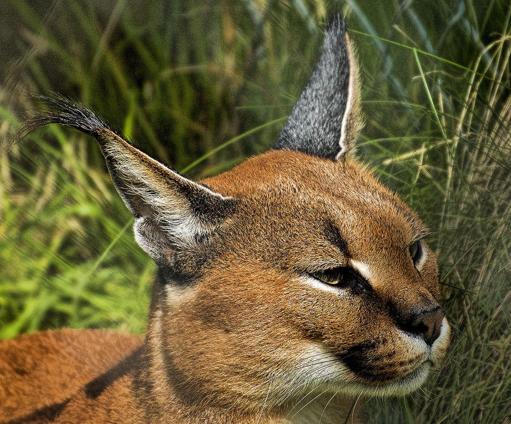 Exmoor Zoo