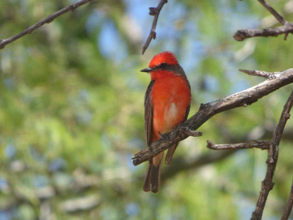 Rillito River Park