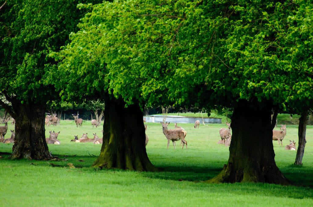 Knebworth Park