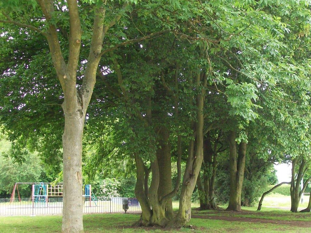 Hampson Park