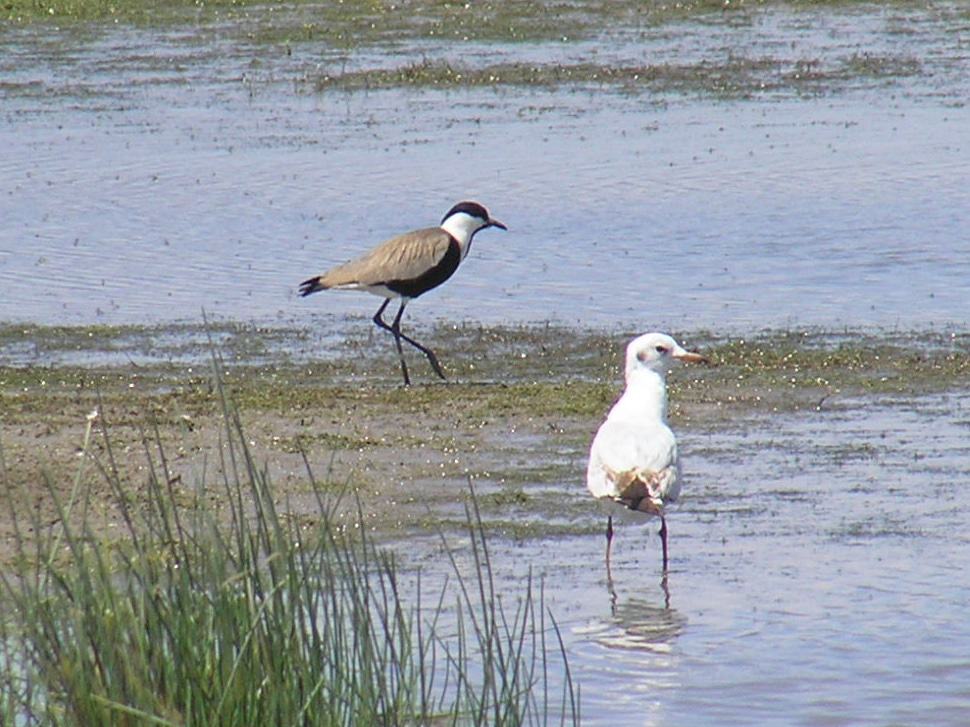 Kalloni Salt Pans