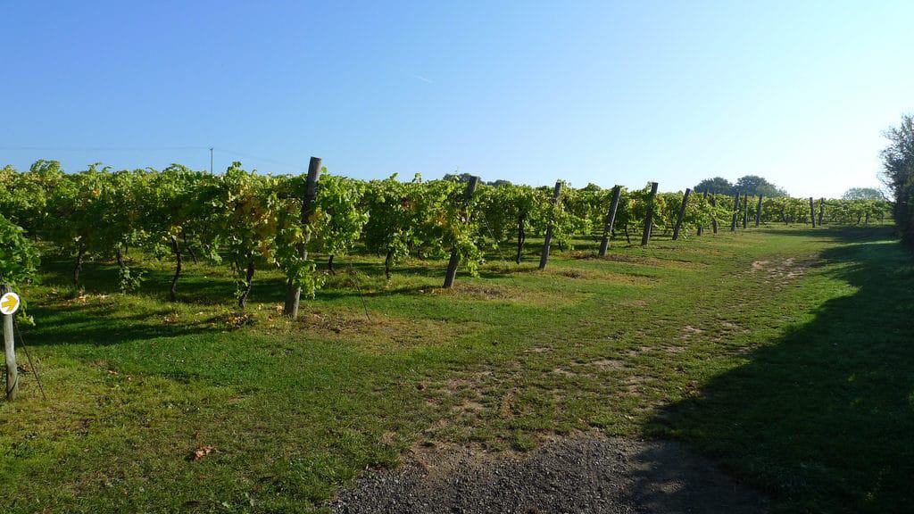 Biddenden Vineyards