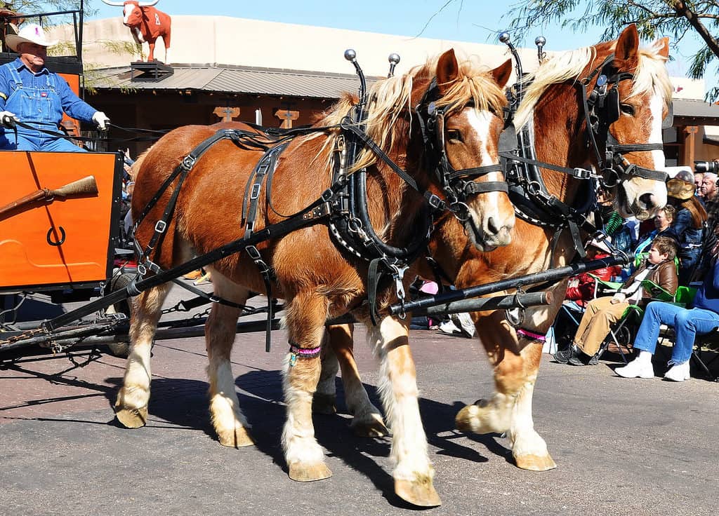 Gold Rush Days, Wickenburg
