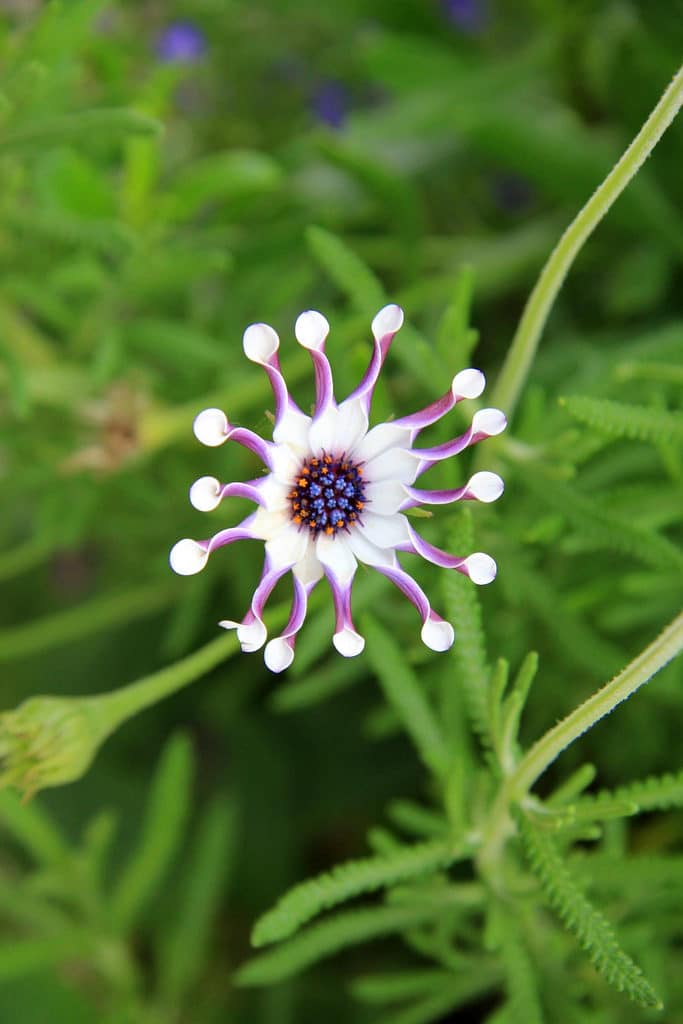 Collector Earl's Garden