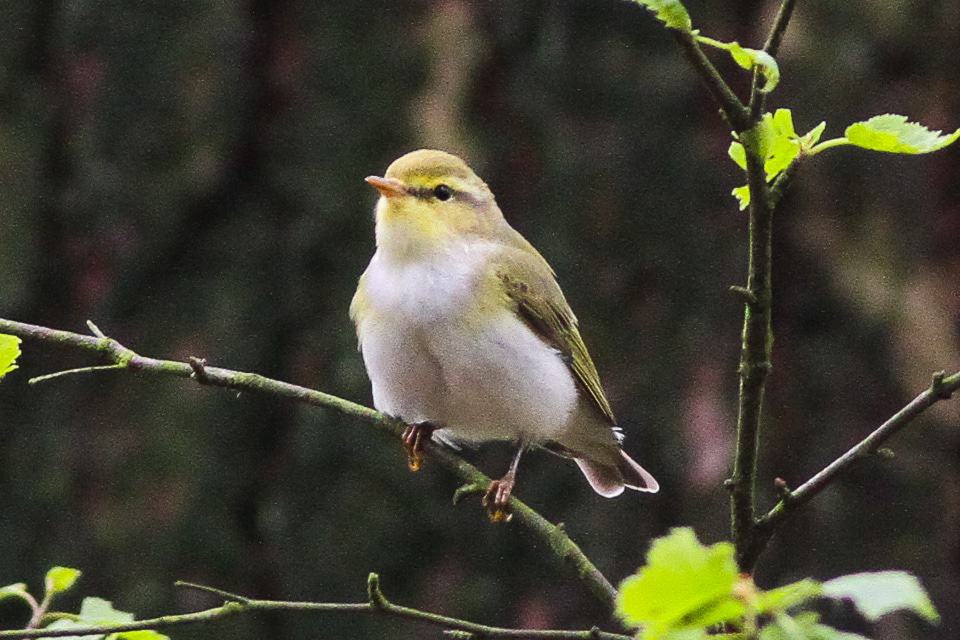 Buchan Country Park