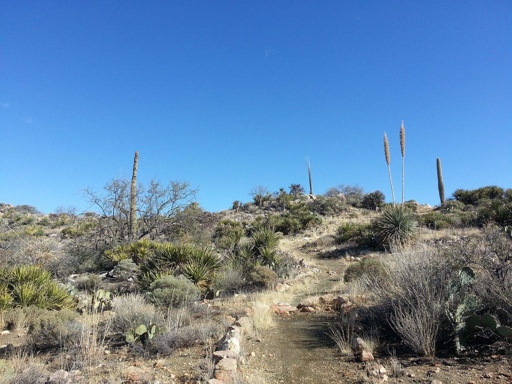 Tortolita Mountain Hike
