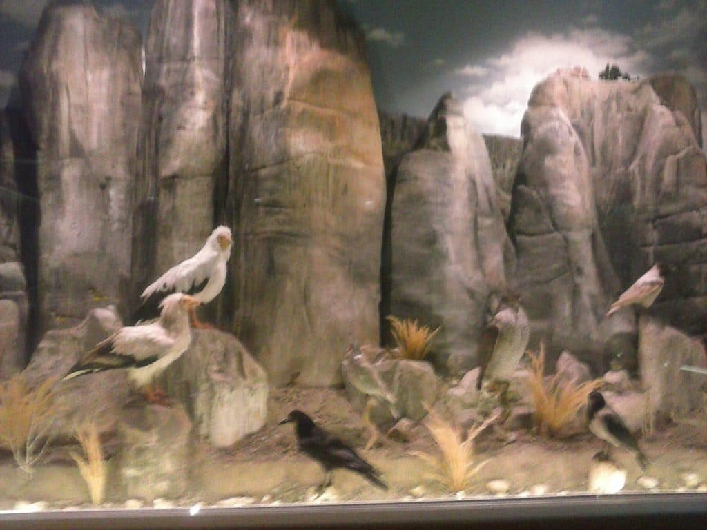 Natural History Museum of Meteora & Mushroom Museum
