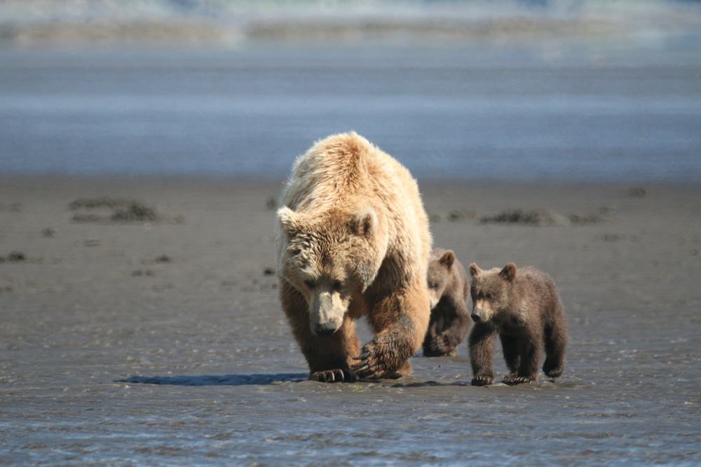 Bears, Homer, Alaska