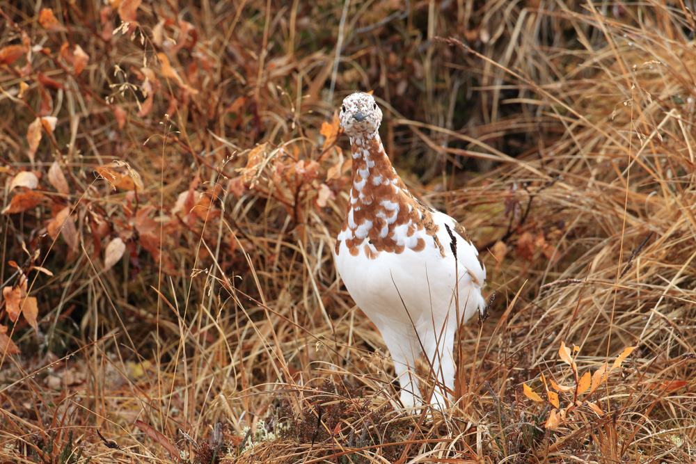 Willow Ptarmigan, Alaska