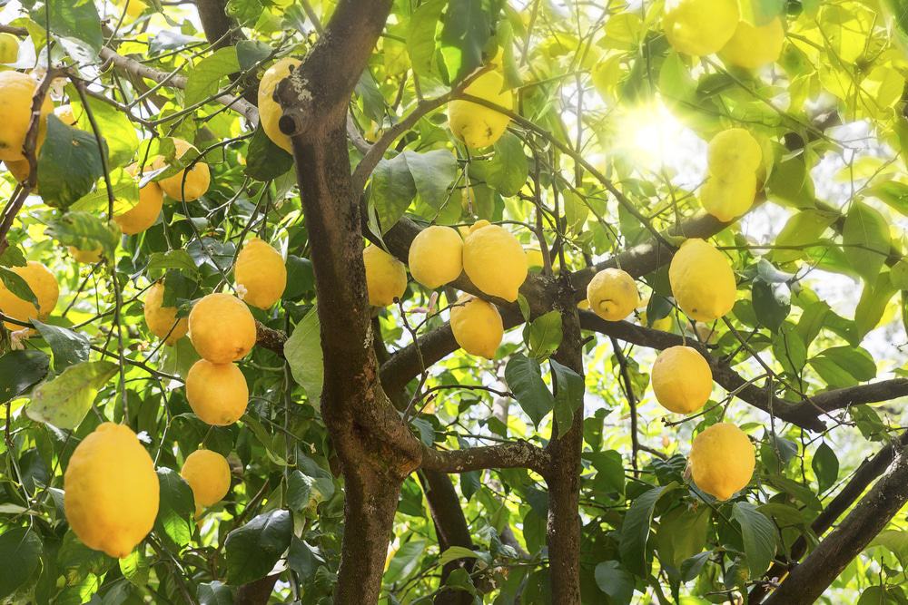 Lemon Forest, Poros