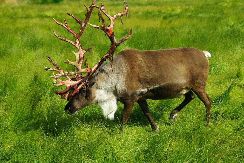 Alaskan Caribou