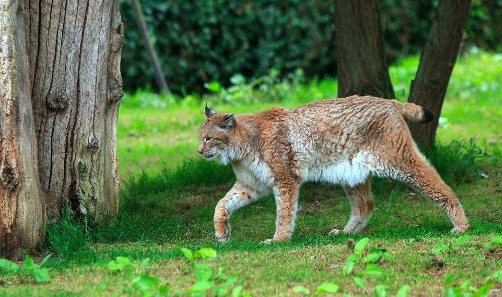 Port Lympne Reserve