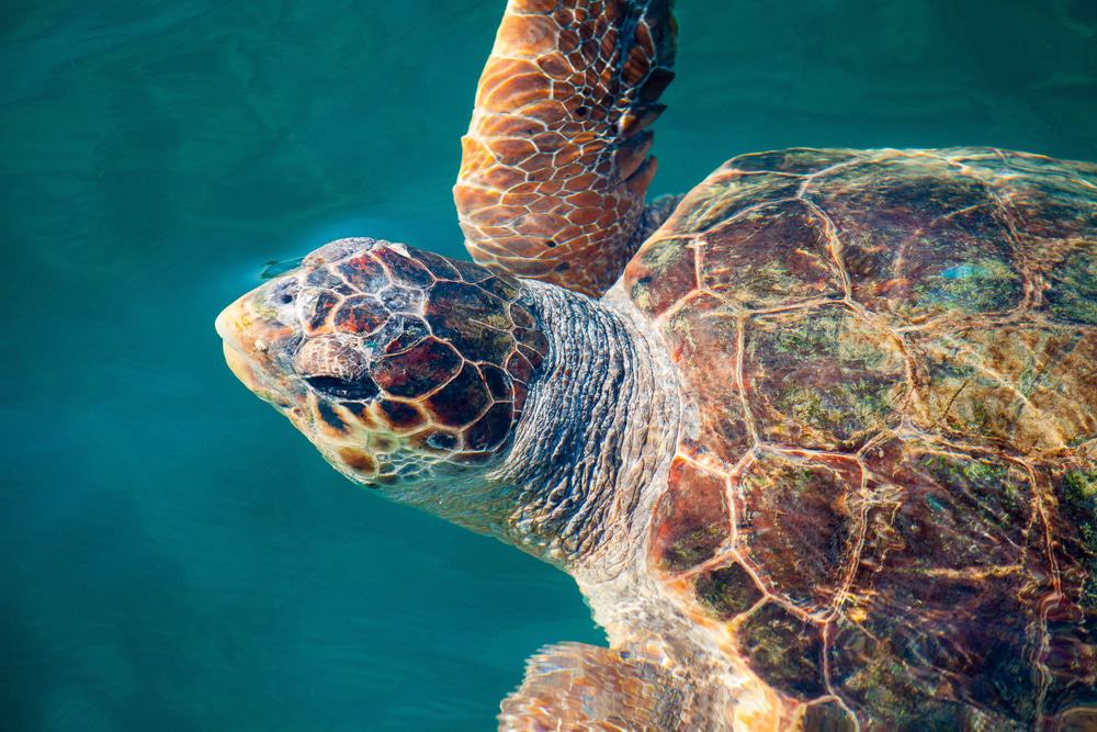 Sea Turtle