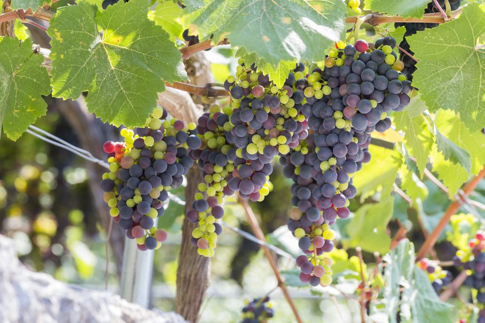 Lefkada Vineyard