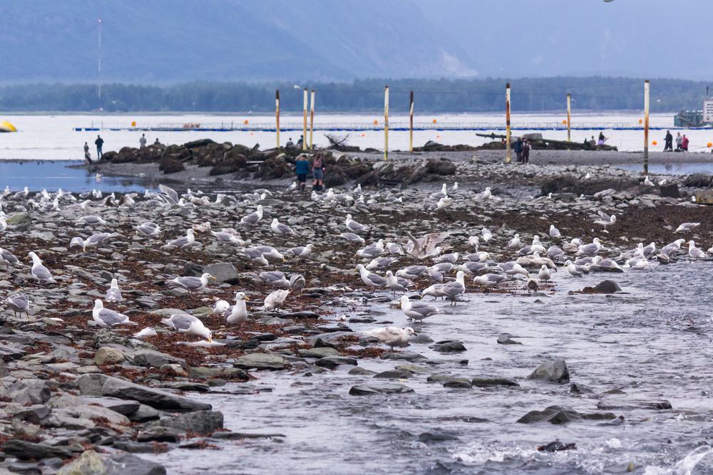 Solomon Gulch Hatchery