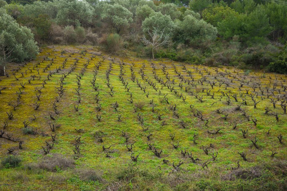 Vineyard, Evia