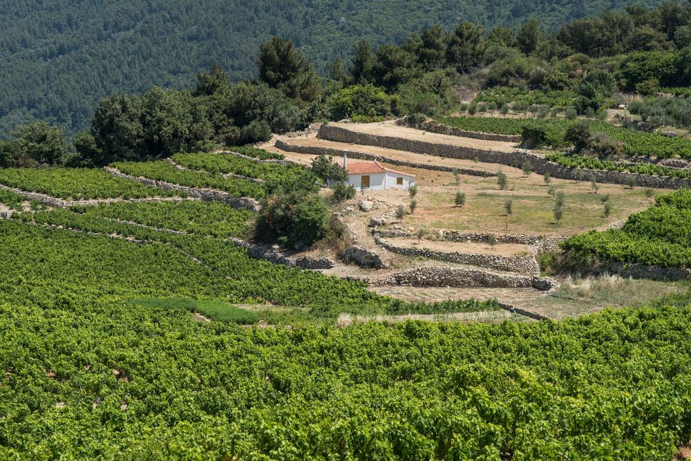 Samos Vineyard