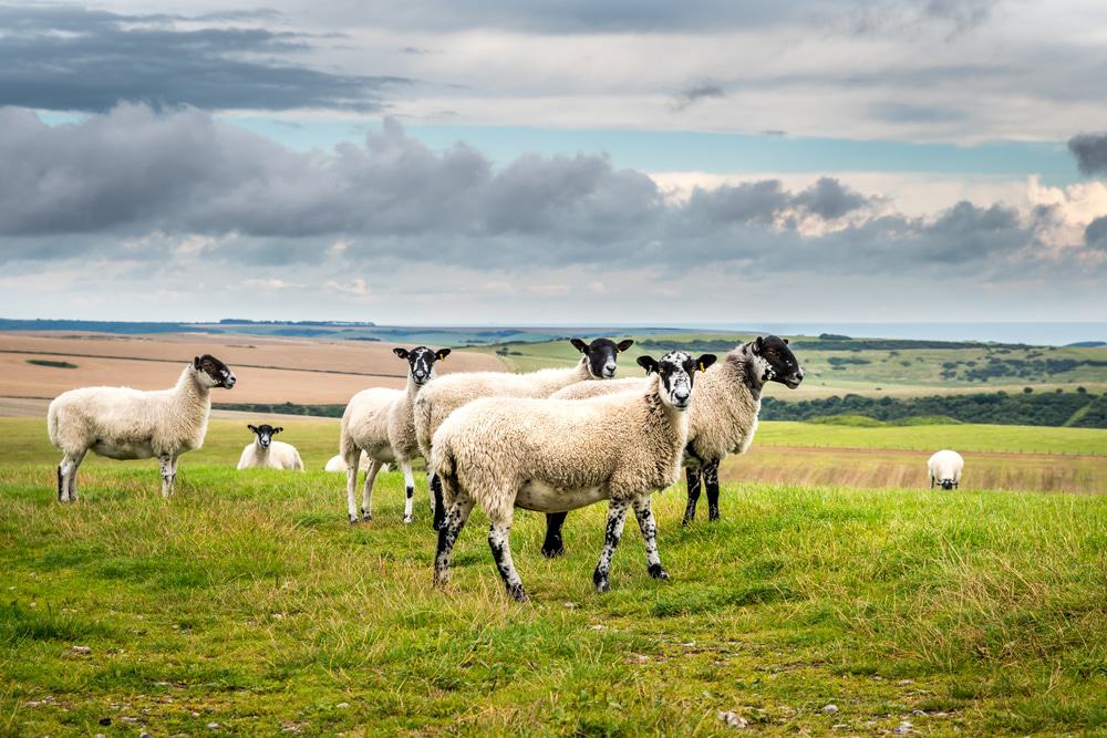 South Downs National Park