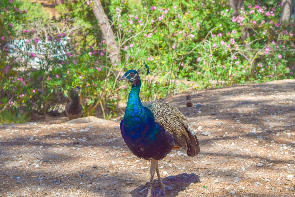 Plaka Forest, Kos