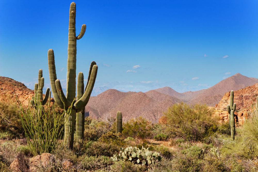 Tonto National Forest