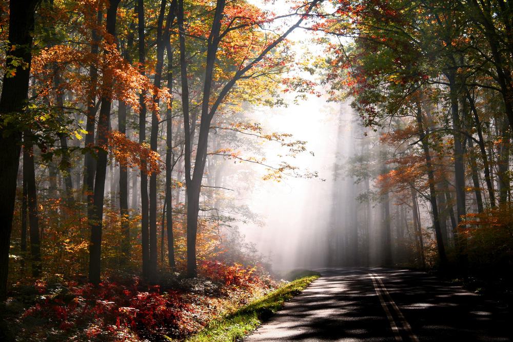 Allegheny National Forest