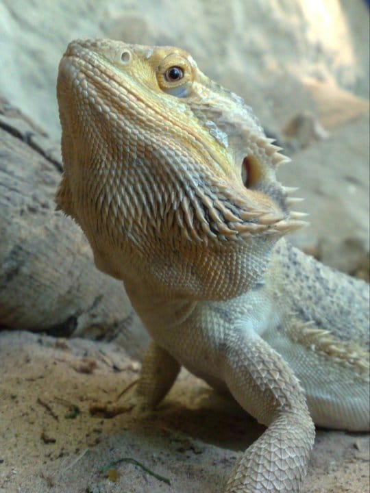 Jungle Zoo