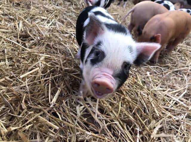Smithills Open Farm