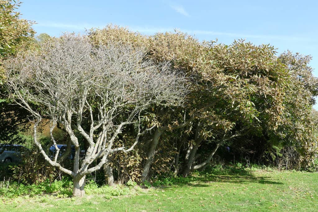 Lower Leas Coastal Park
