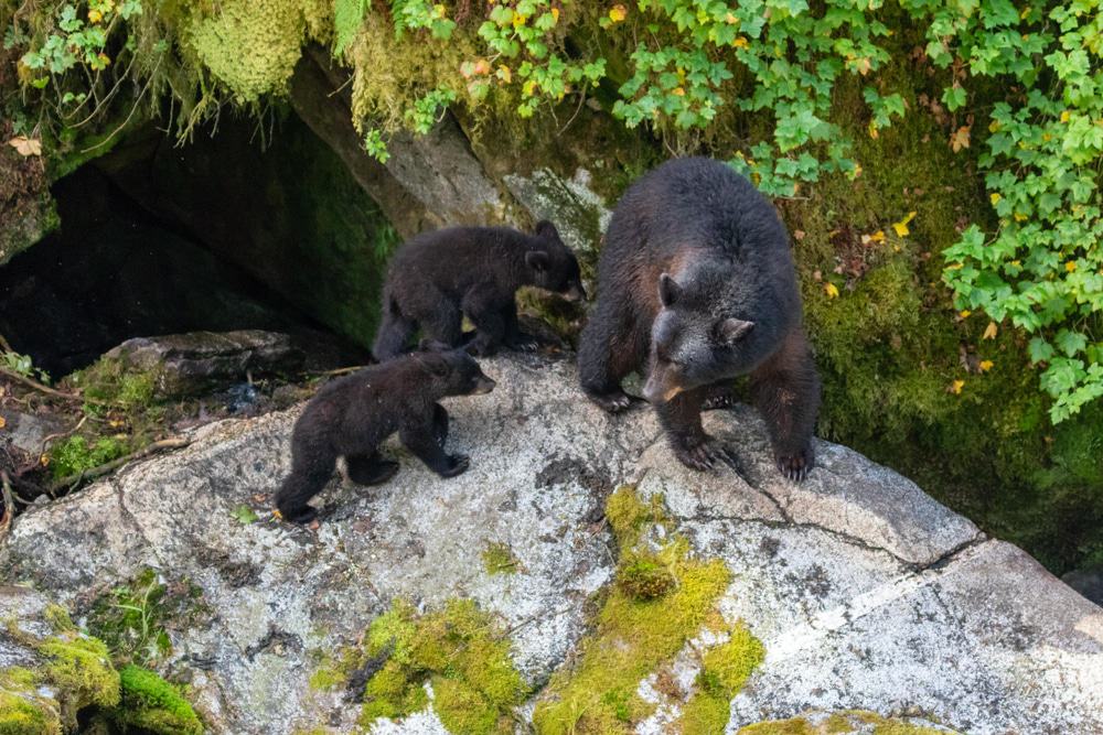 Anan Bear and Wildlife Observatory