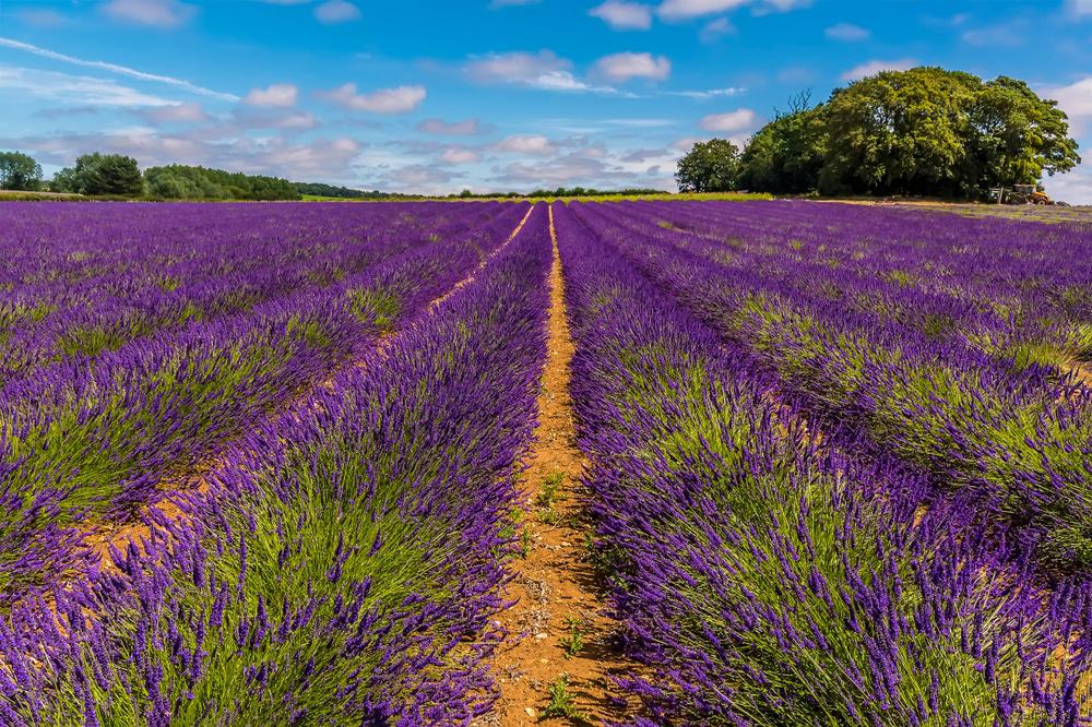Norfolk Lavender