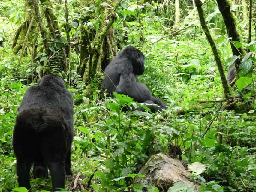 5 Day Experience Of The Primates In Uganda