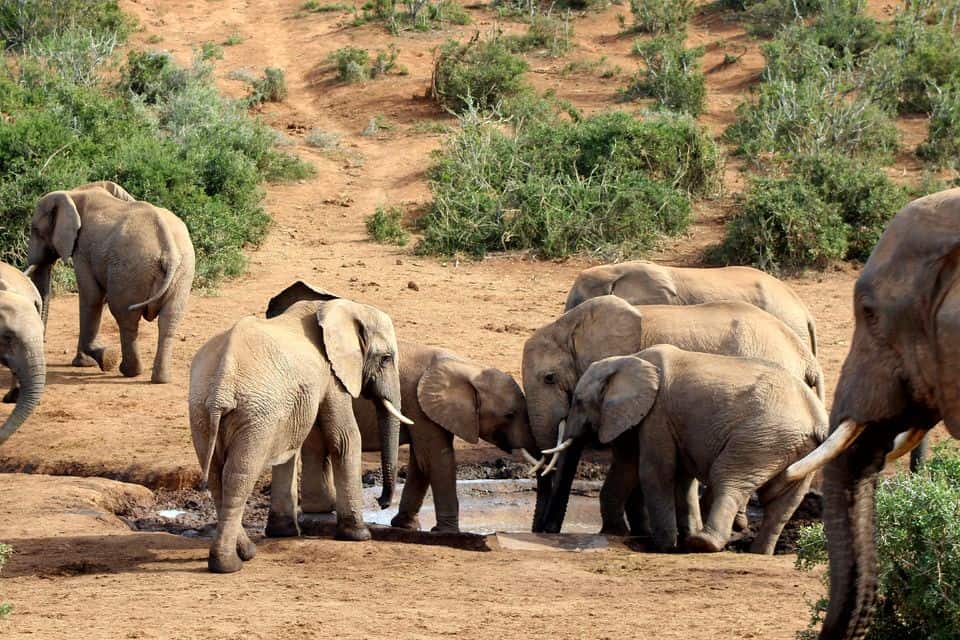 Addo Elephant National Park Full-Day Tour