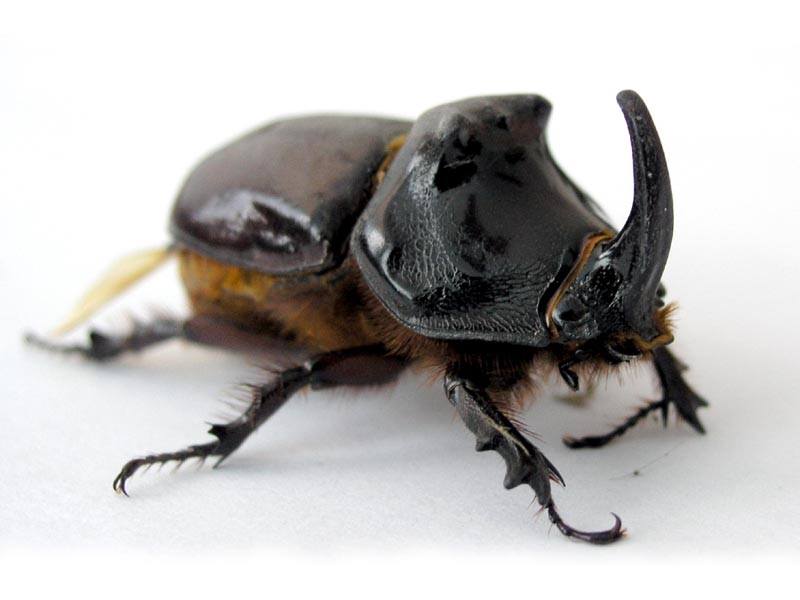 Bugtopia