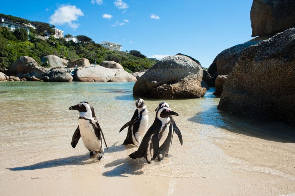 Cape Point And Penguin Explorer Full-Day Tour