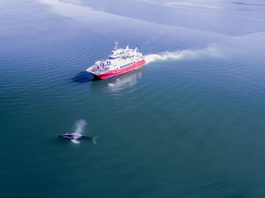 Classic Whale Watching Tour