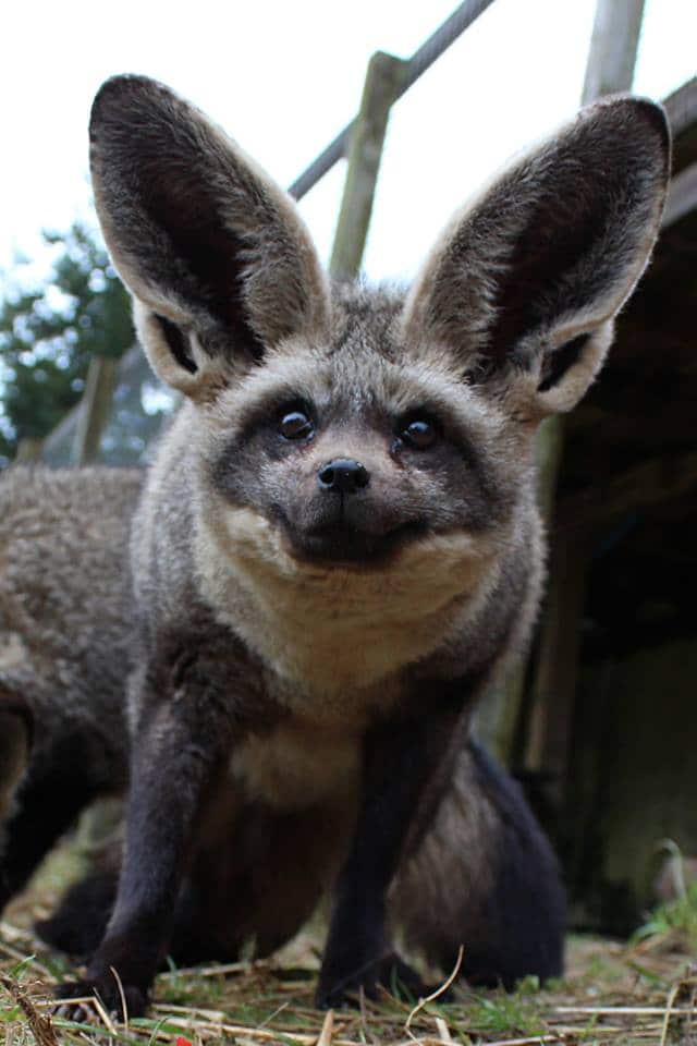 Combe Martin Wildlife And Dinosaur Park